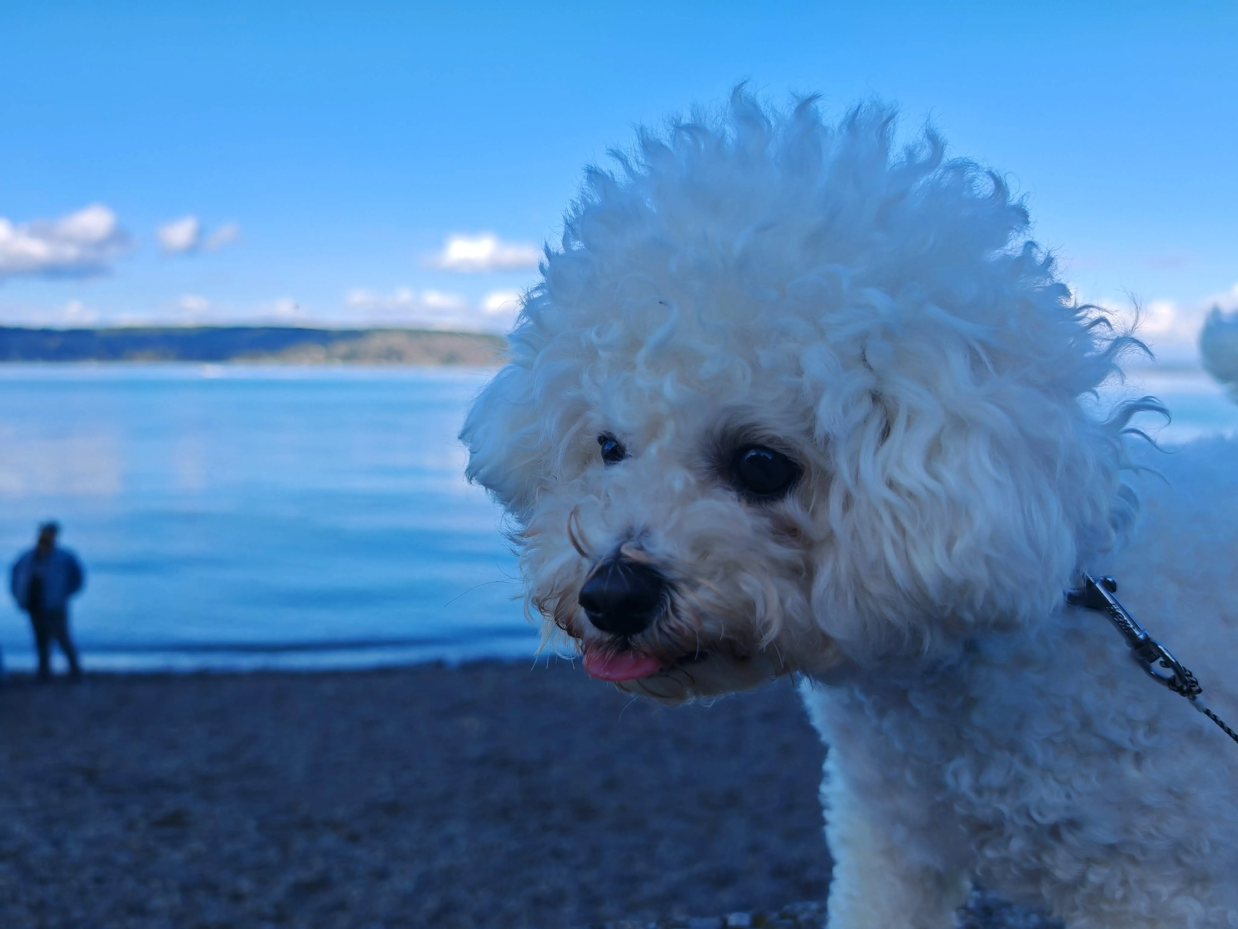Guagua at the beach with windblown curly hair and tongue out, water and sky in the background