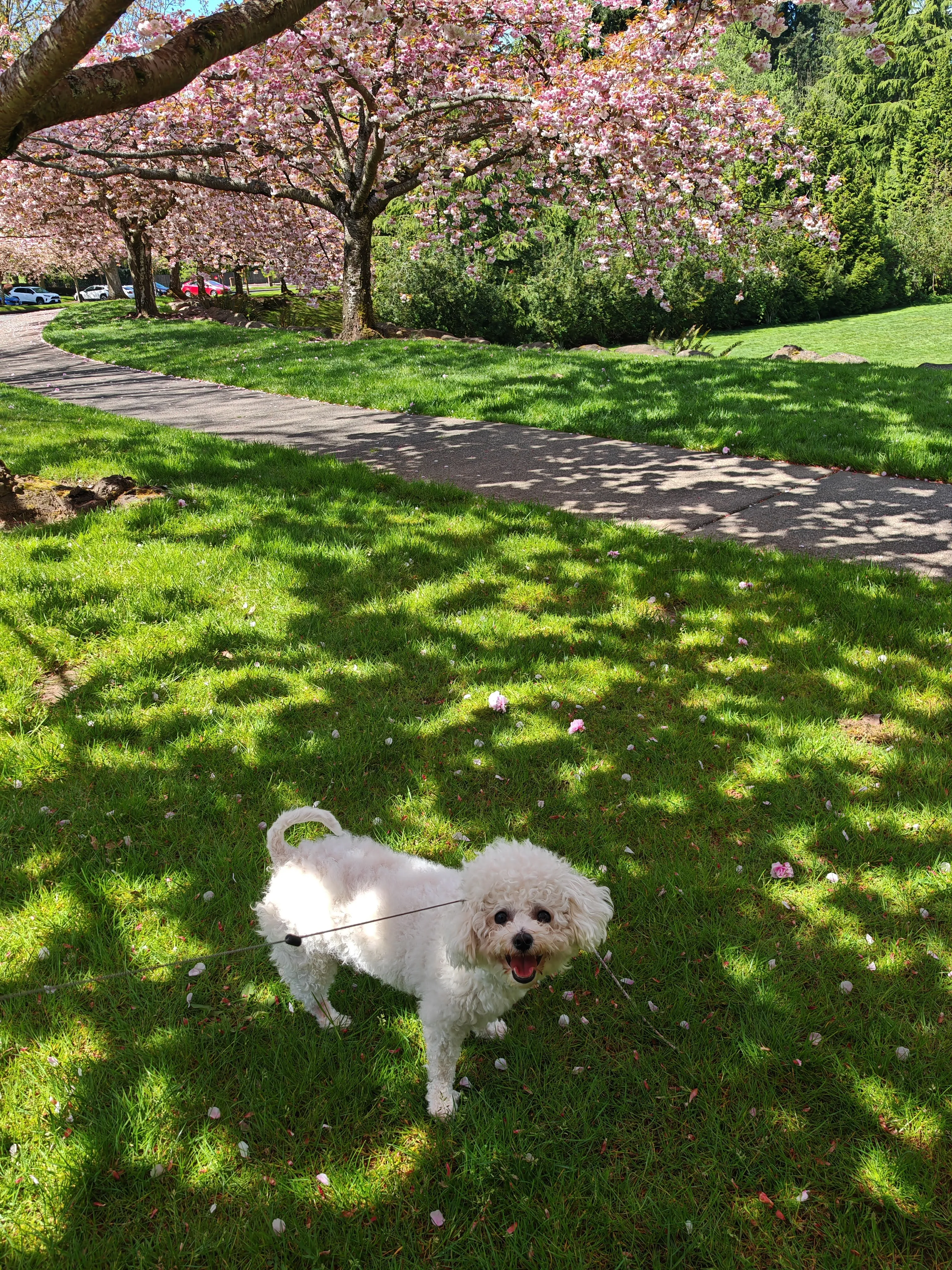 Guagua standing on green grass under pink cherry blossom trees in a sunlit park, smiling happily with mouth open