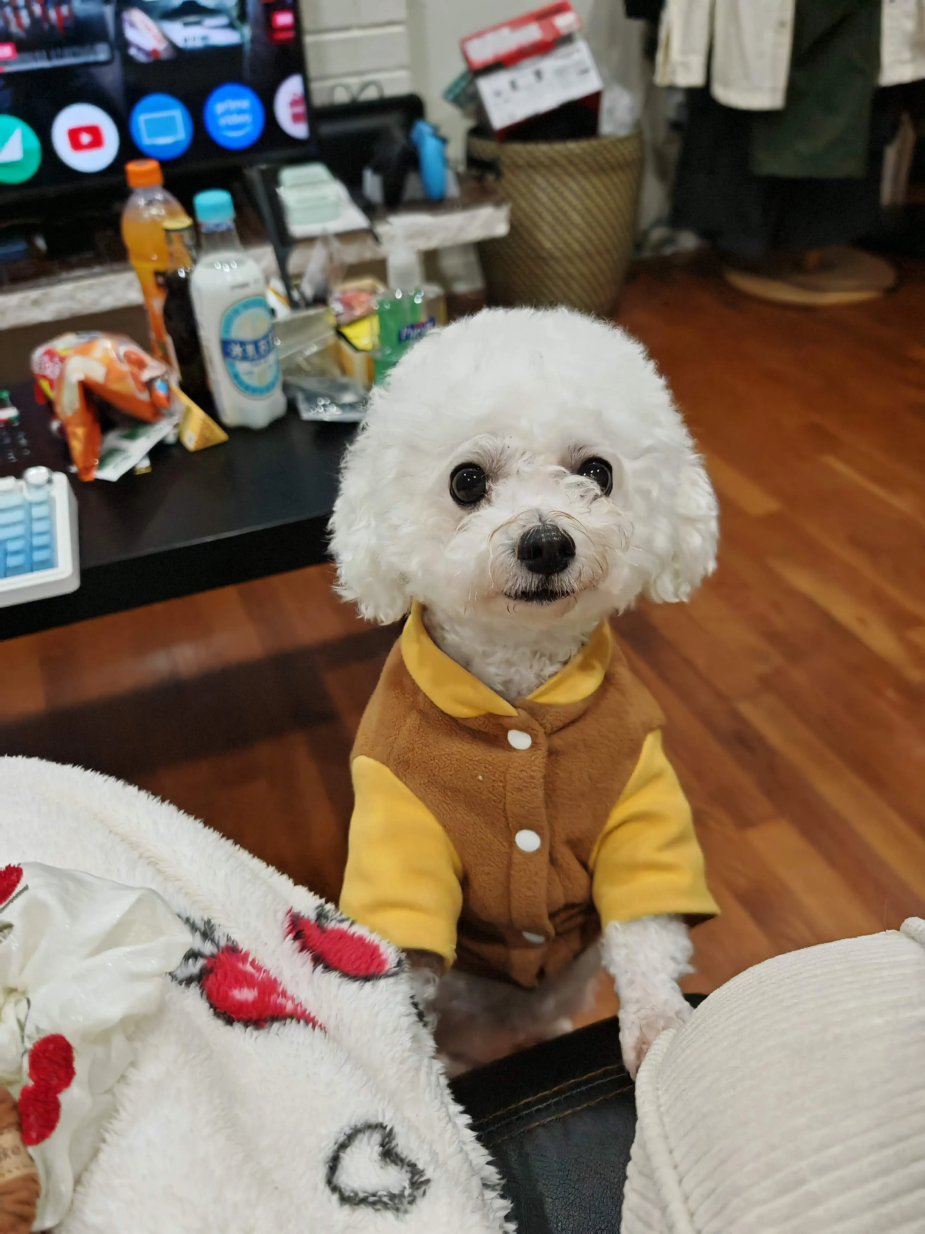 Guagua sitting on a wooden floor wearing a brown and yellow varsity jacket, looking up with big round eyes