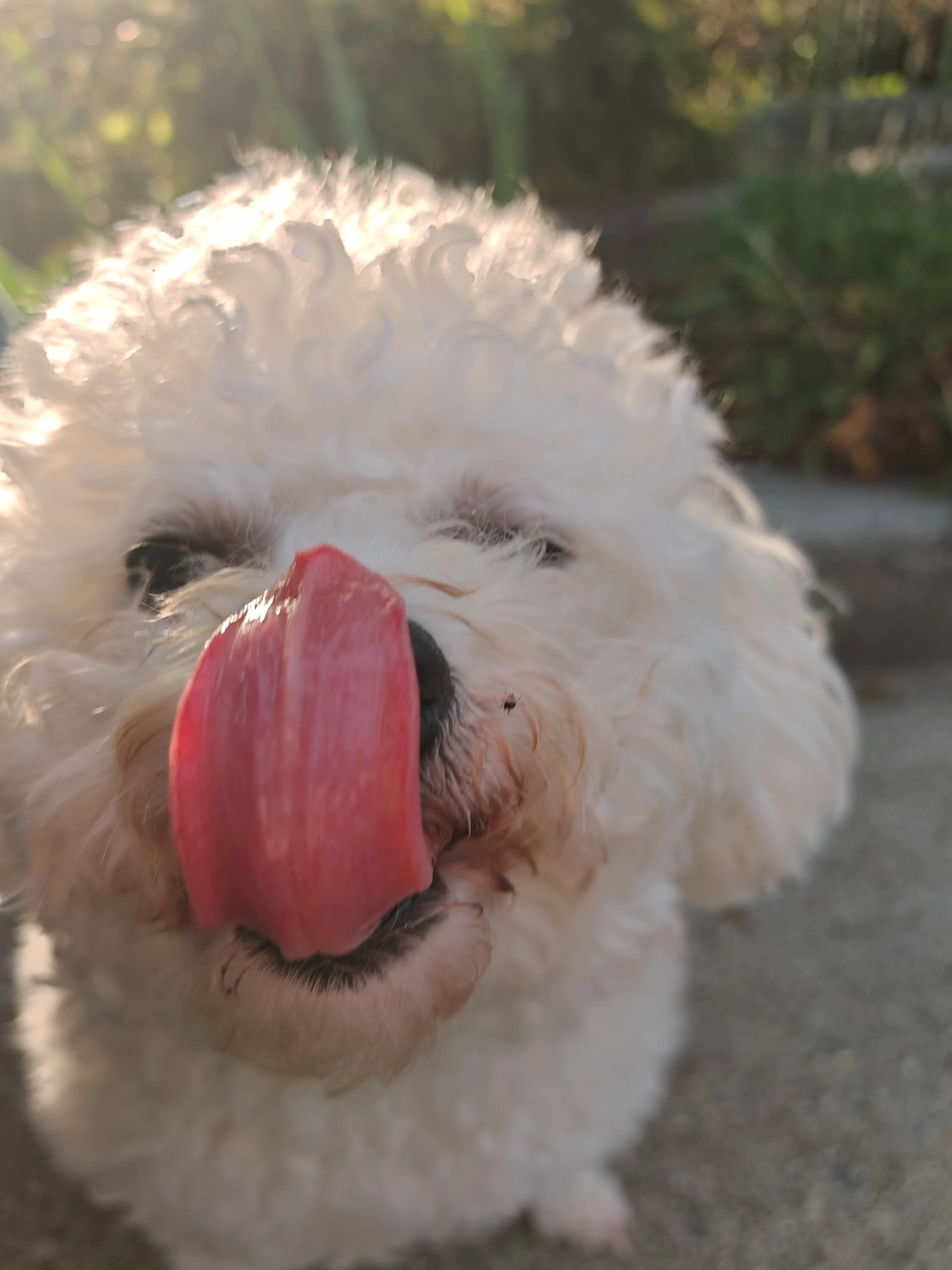 Extreme close-up of Guagua's face in golden sunset light, tongue out in a big happy lick