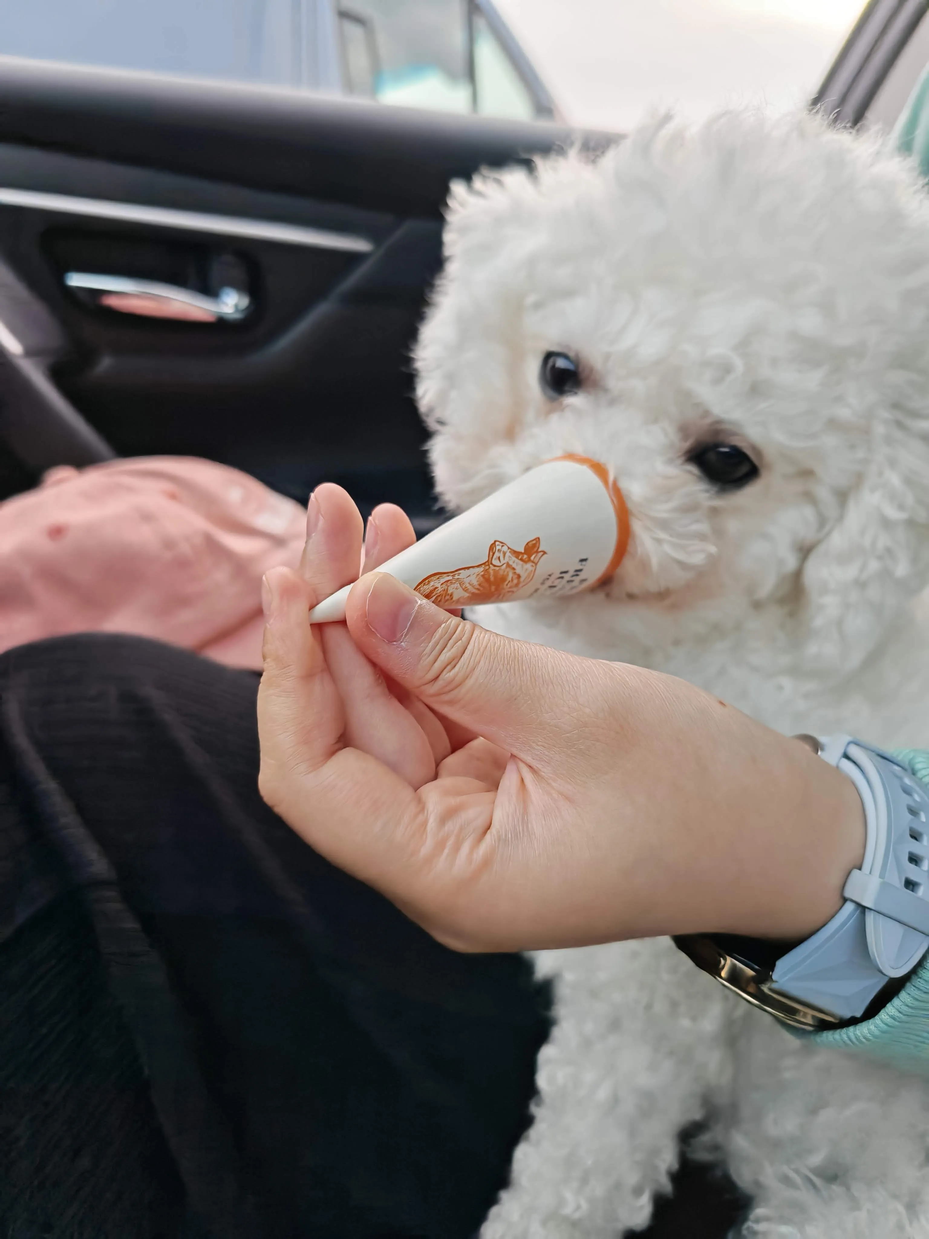 Guagua eagerly licking a small ice cream cone in the car, fluffy white face pressed against the treat
