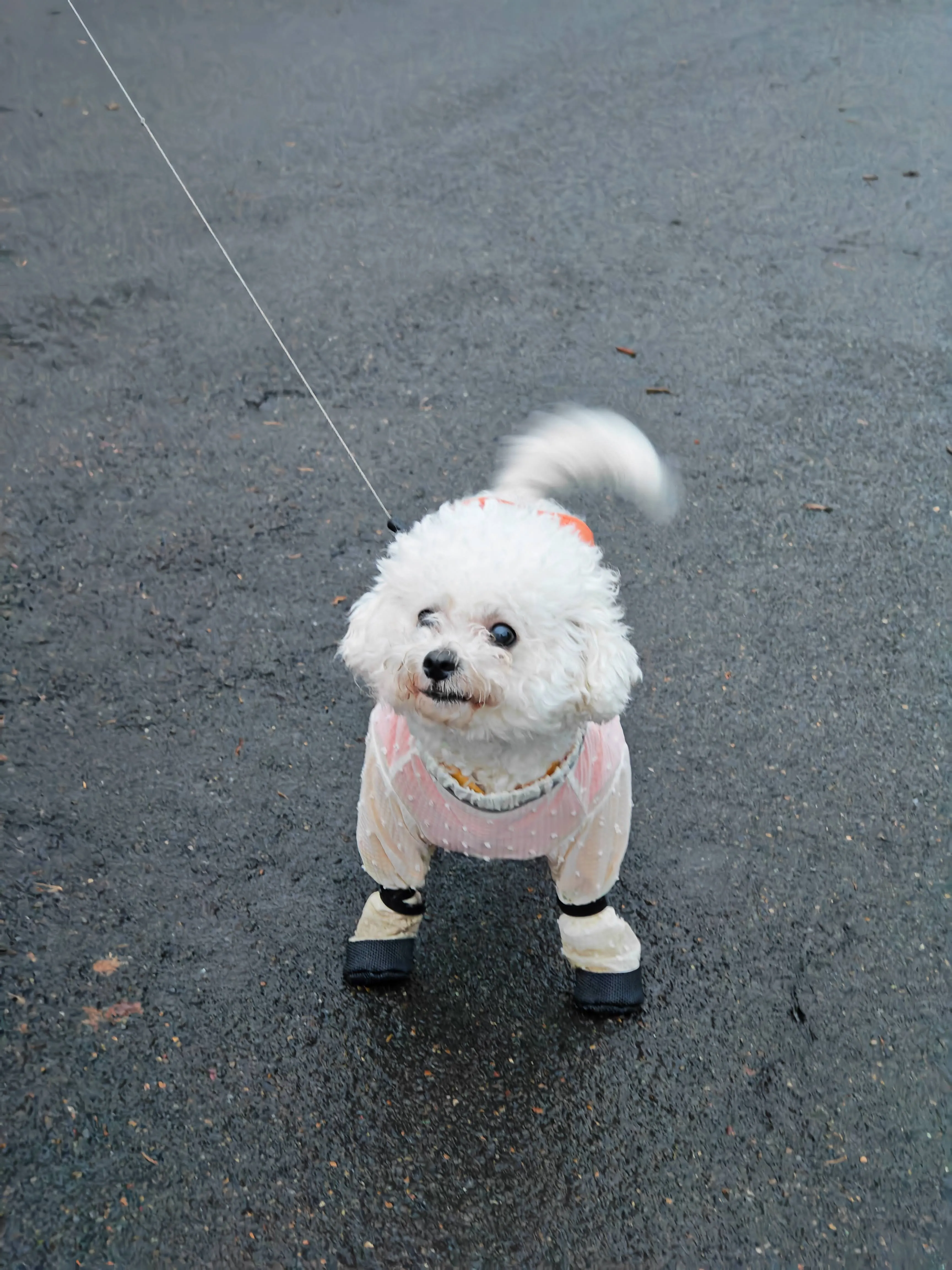 Guagua standing on a wet road in a transparent raincoat and tiny boots, tail wagging happily