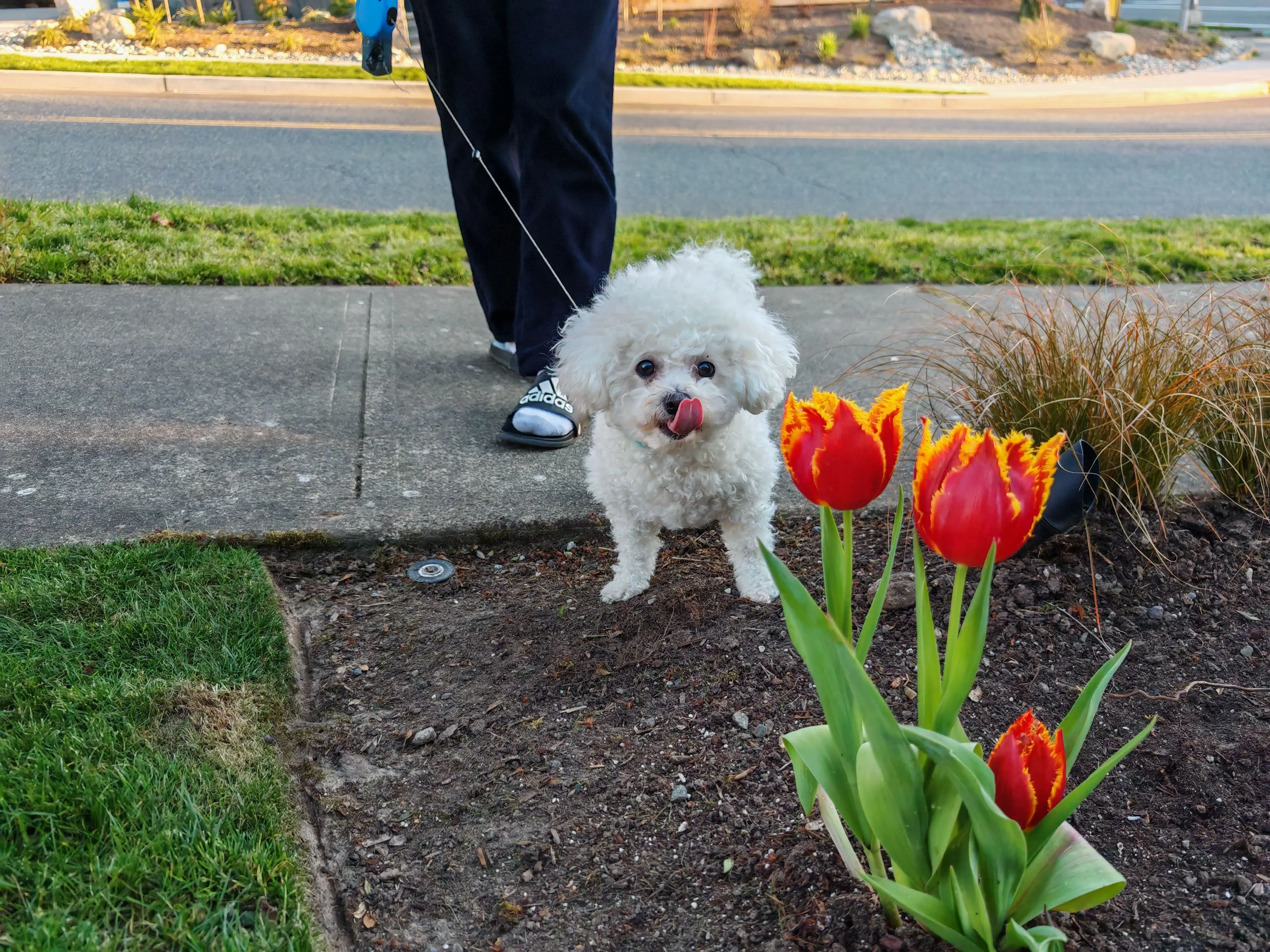 Guagua standing next to bright red and orange tulips, licking her nose with a cheeky expression